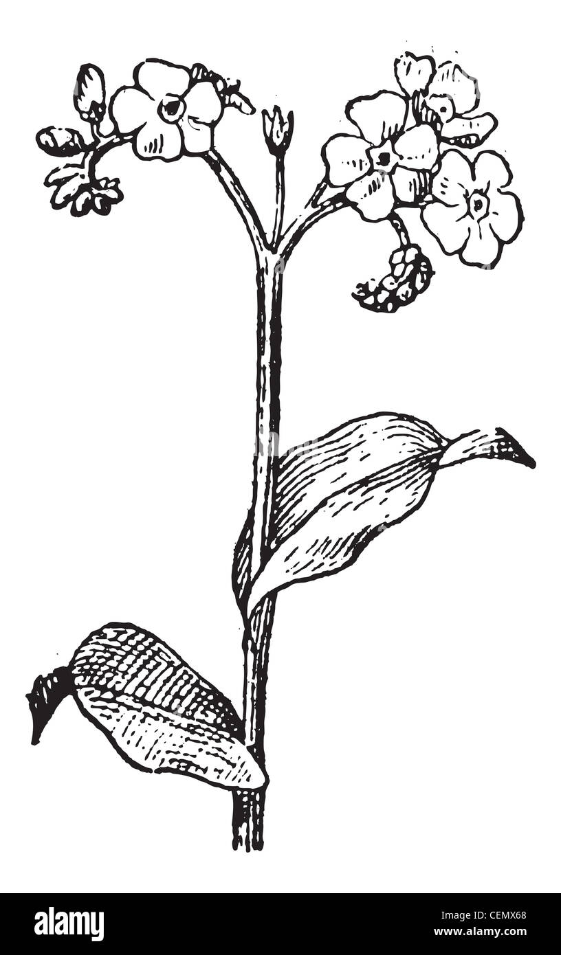 Old engraved illustration of Forget-me-not or Myosotis isolated on a white background. Dictionary of words and things - Larive and Fleury ? 1895 Stock Photo