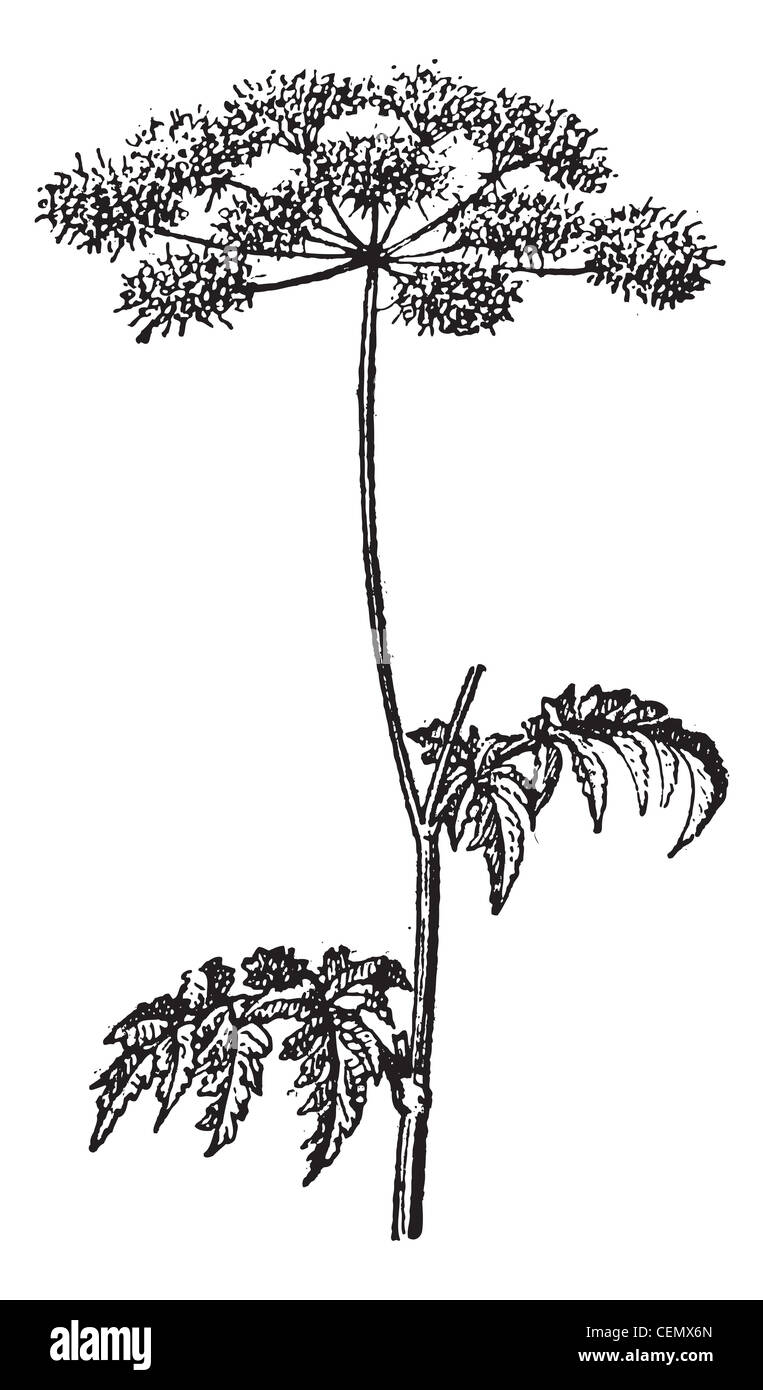 Old engraved illustration of Chaerophyllum temulum or Rough Chervil isolated on a white background. Dictionary of words and things - Larive and Fleury ? 1895 Stock Photo