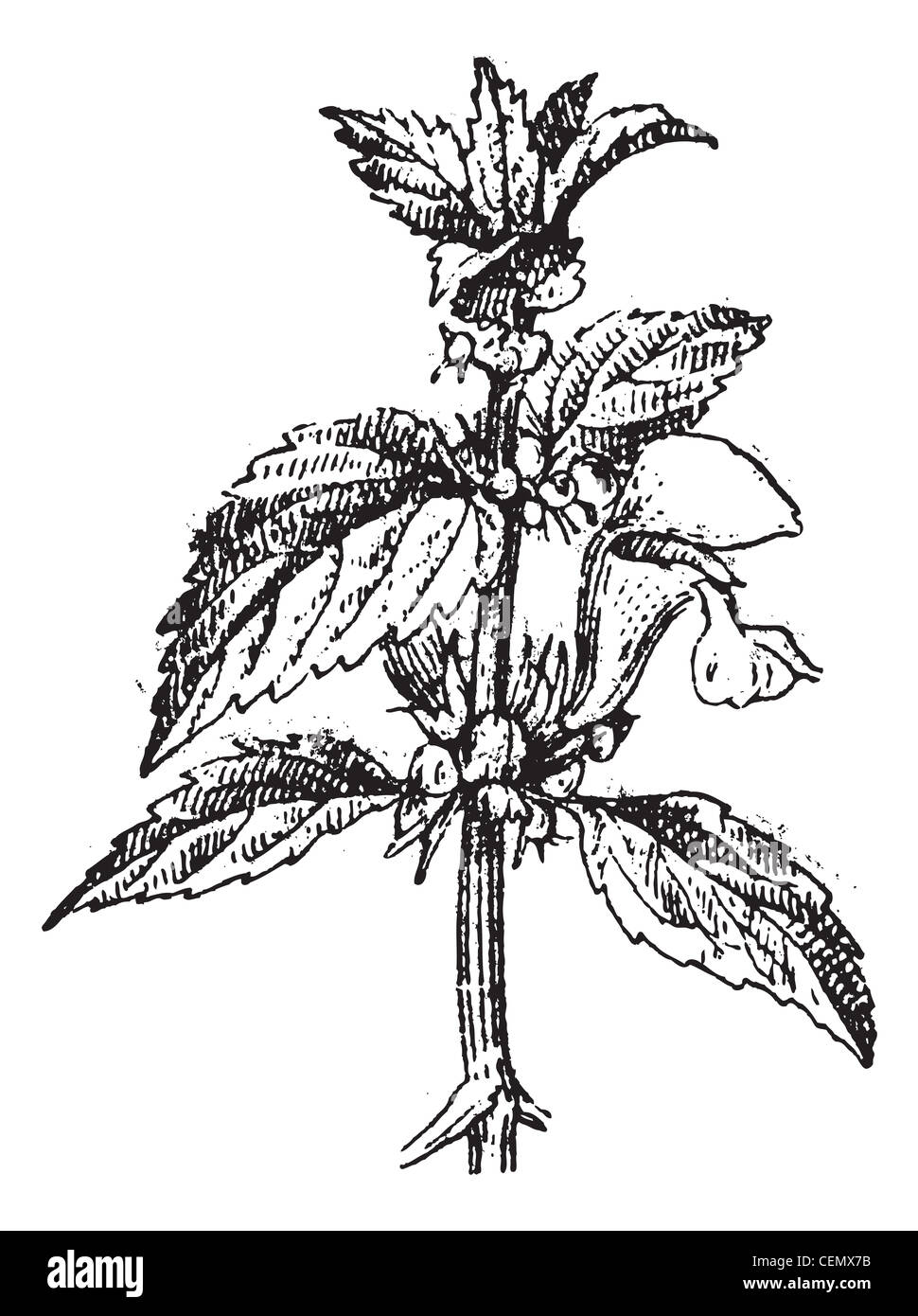 Old engraved illustration of Lamium album or White Deadnettle isolated on a white background. Dictionary of words and things - Larive and Fleury ? 1895 Stock Photo