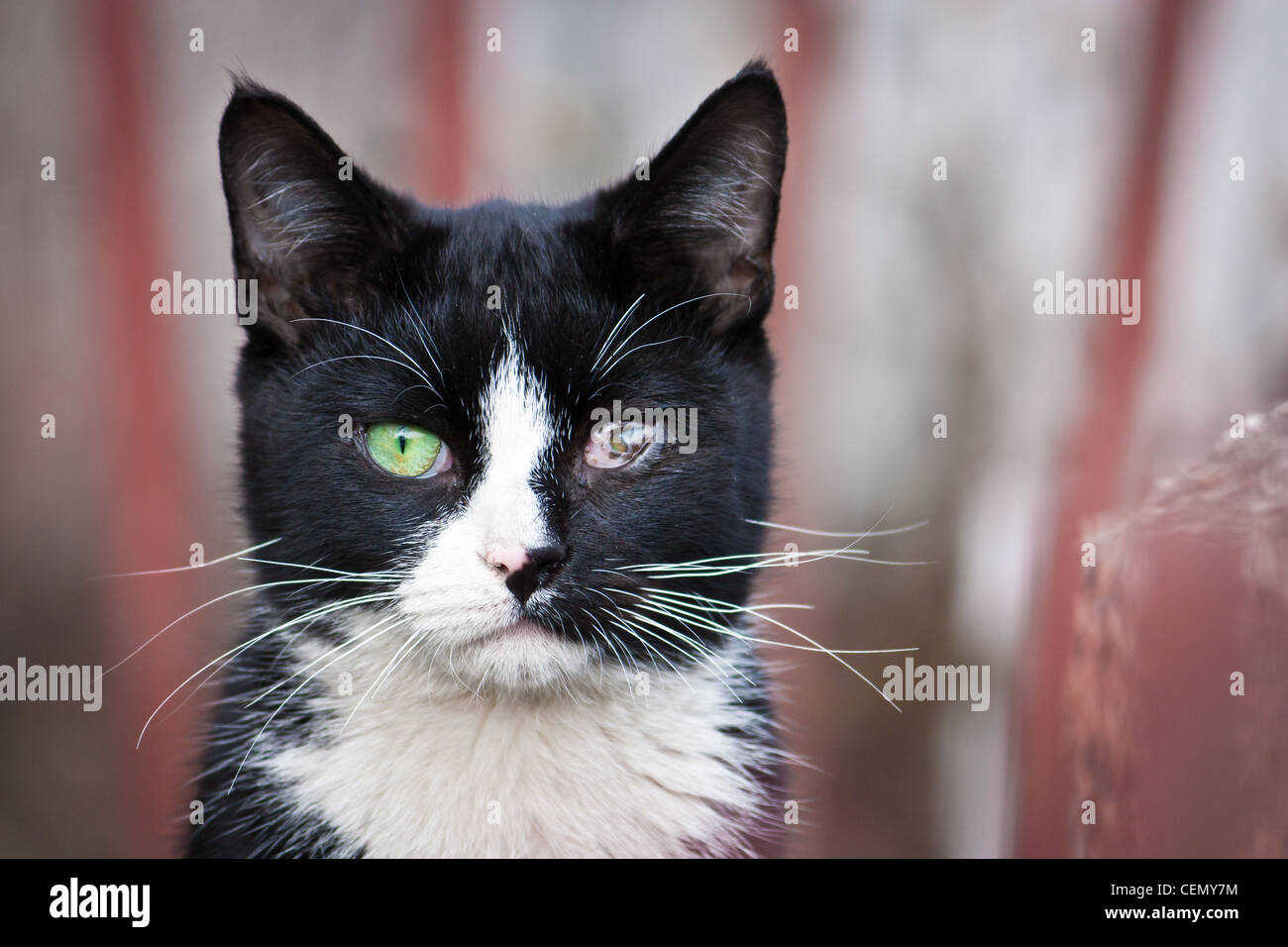 Sick cat with eye disease Stock Photo