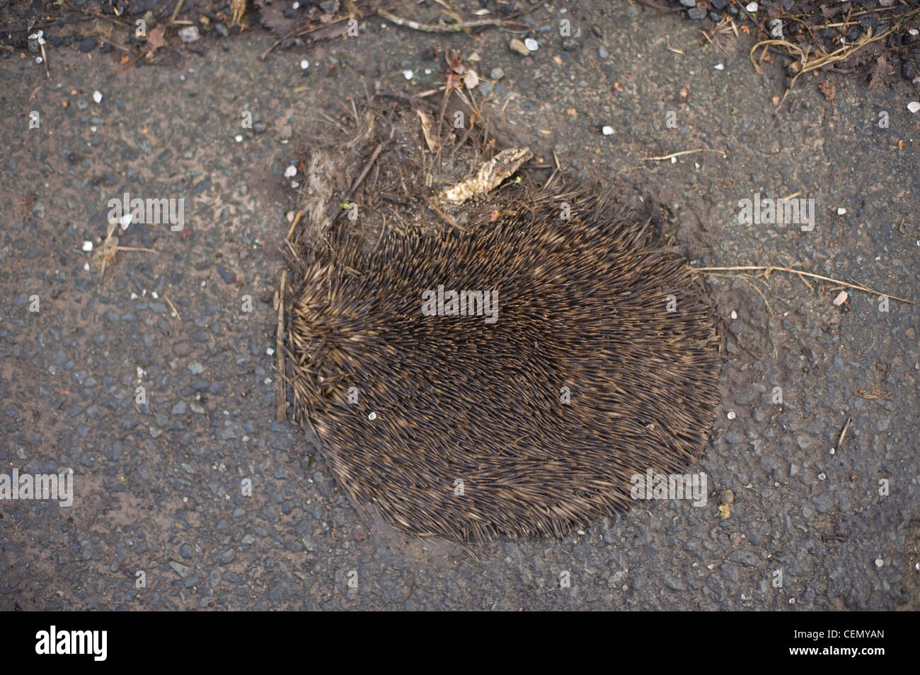 Flat dead hedgehog on roadside in picturesque English village of Weobley Herefordshire England UK Stock Photo