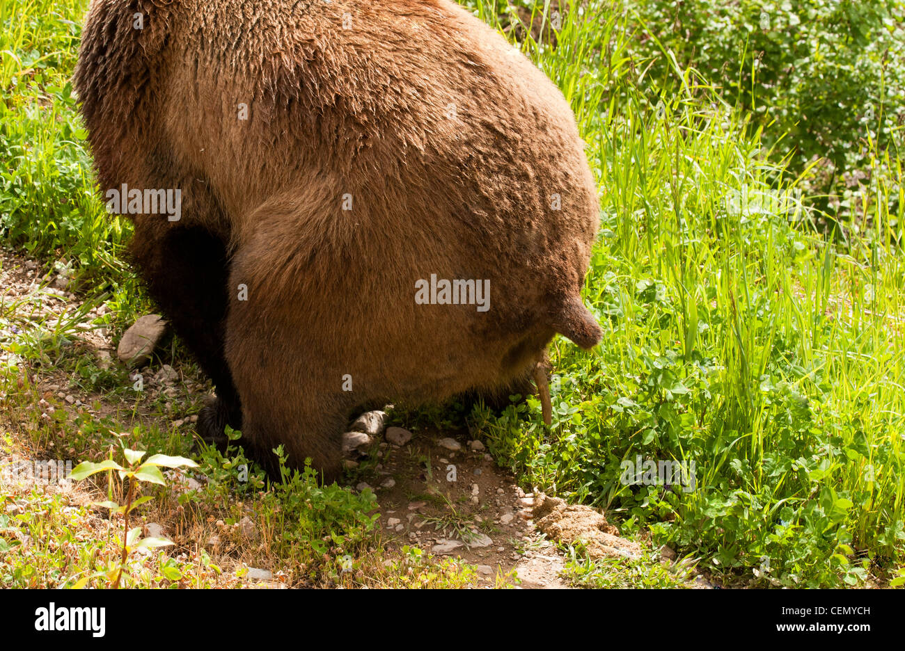 Grizzly Bear Defecating in British Columbia, Canada Stock Photo Alamy