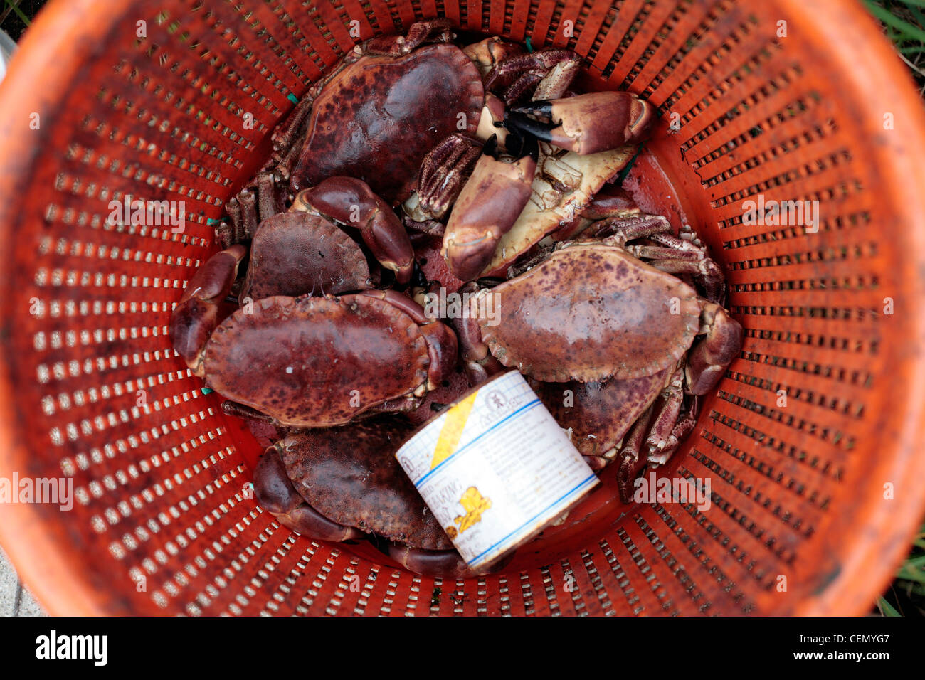 Crabs for sale on St Agnes, Scilly Isles, UK Stock Photo - Alamy