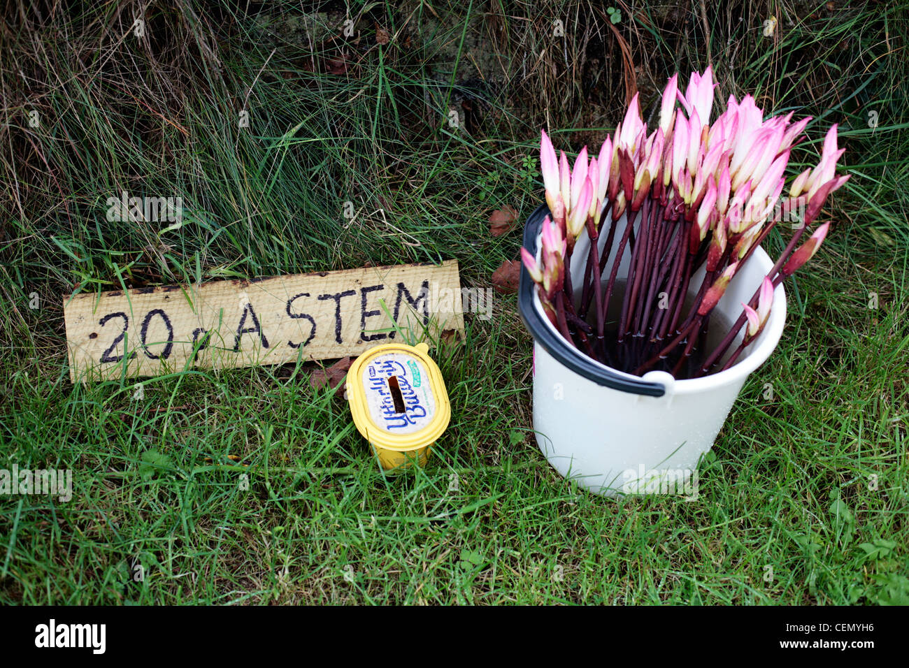 Amaryllis Flowers for sale on St Agnes, Scilly Isles, UK. Stock Photo