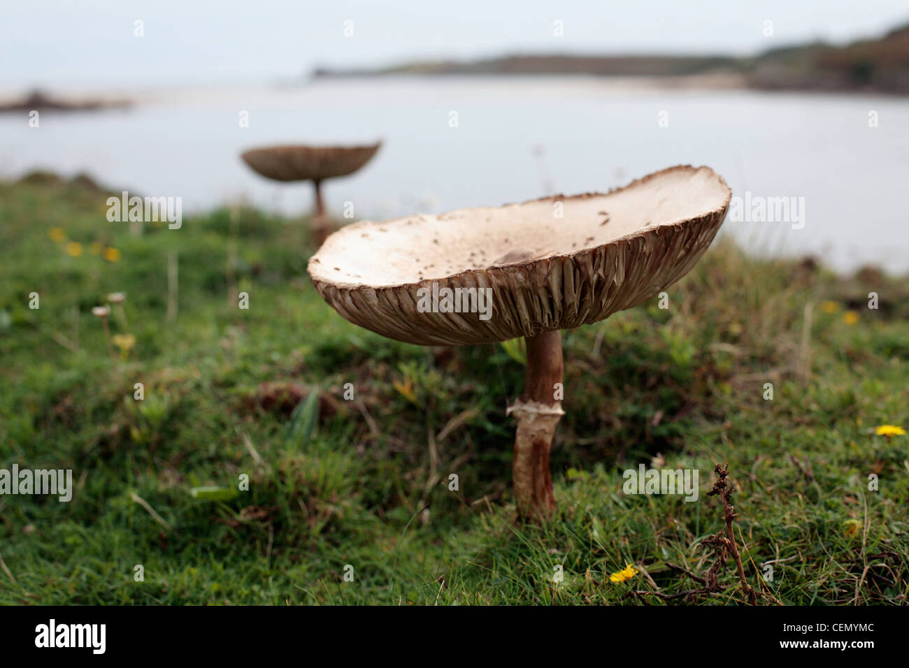 Wild Mushrooms growing on St. Agnes, Scilly Isles, UK. Stock Photo