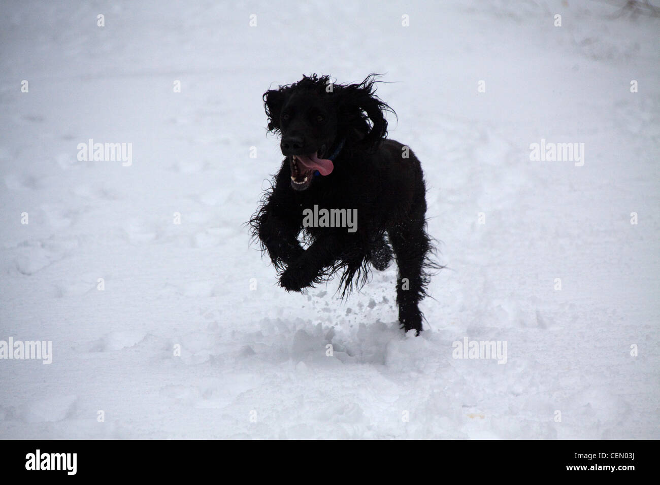 Cocker Spaniel in Snow Stock Photo