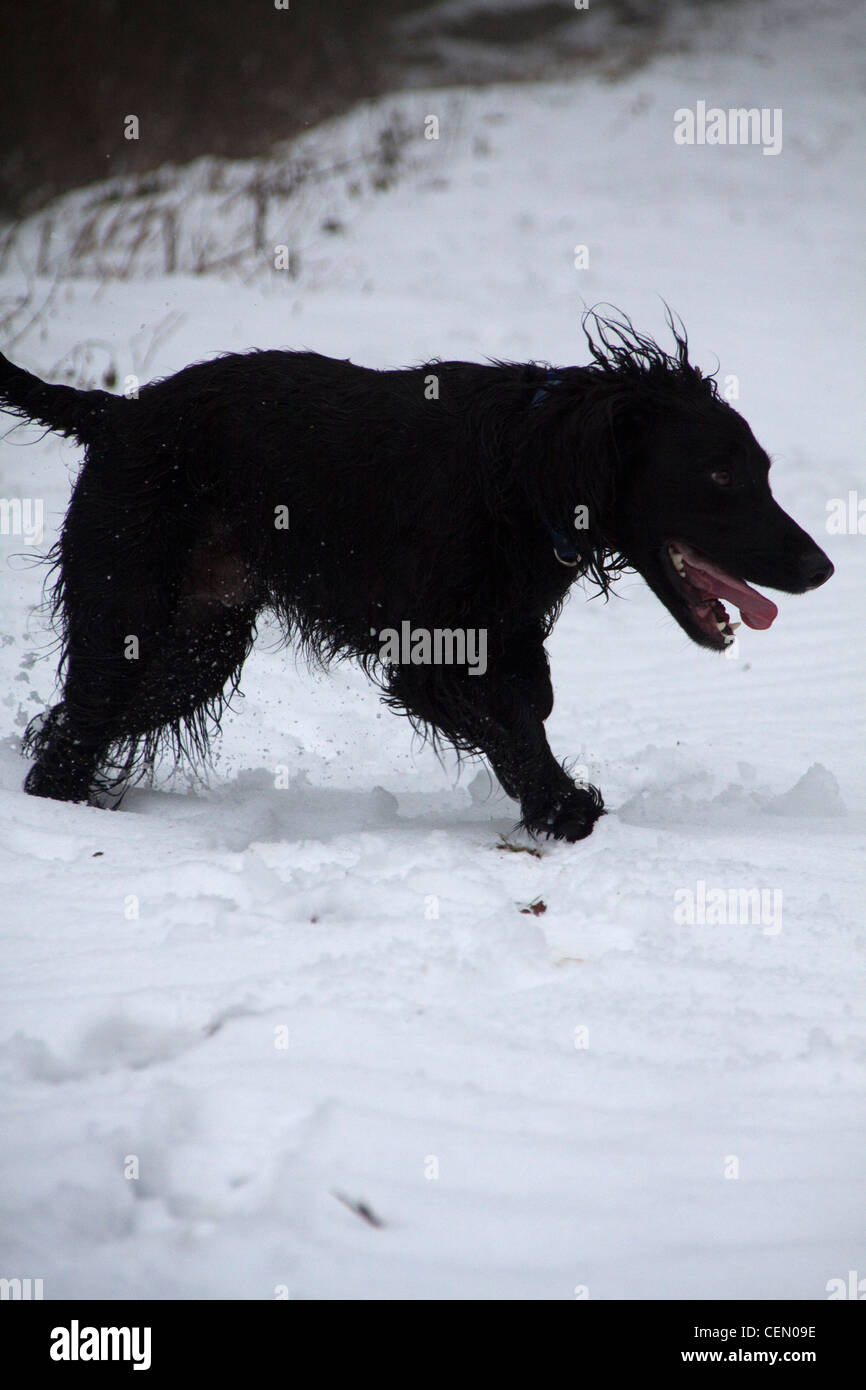 Cocker Spaniel in Snow Stock Photo