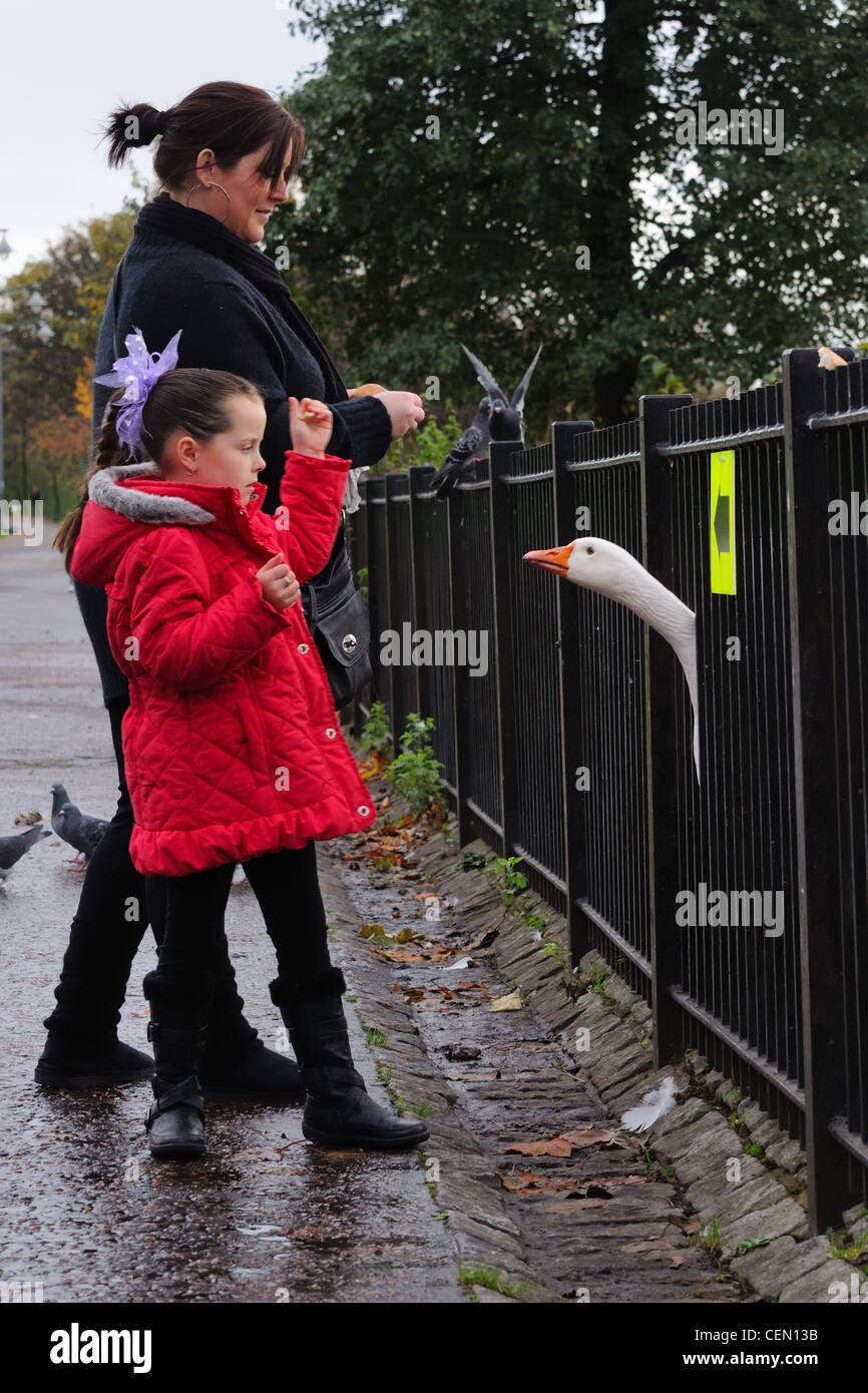 Goose Snatching A young girl and her mother feed a cheeky feral goose which is trying ...