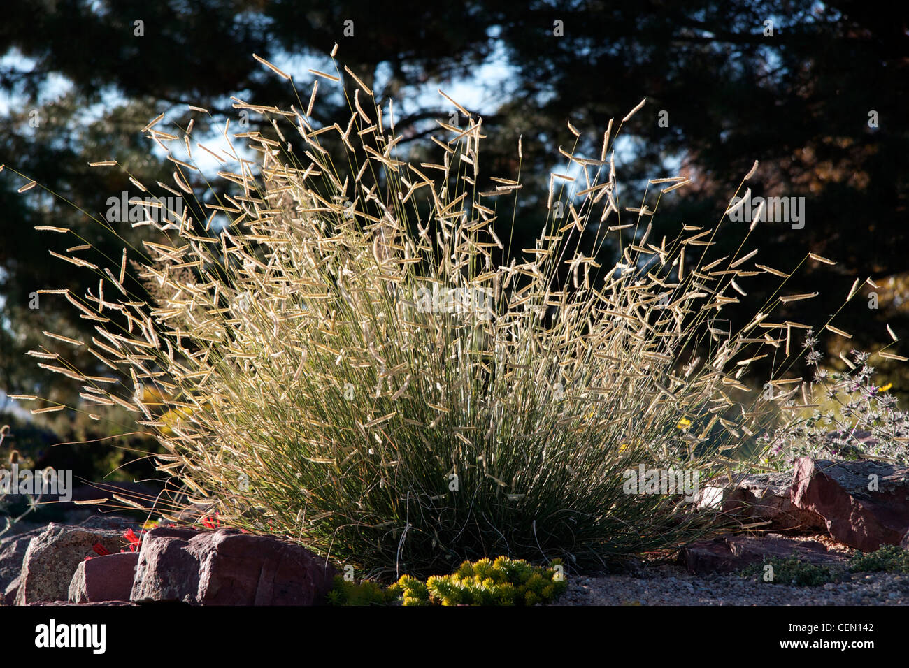 The ornamental grass called Blonde Ambition Stock Photo