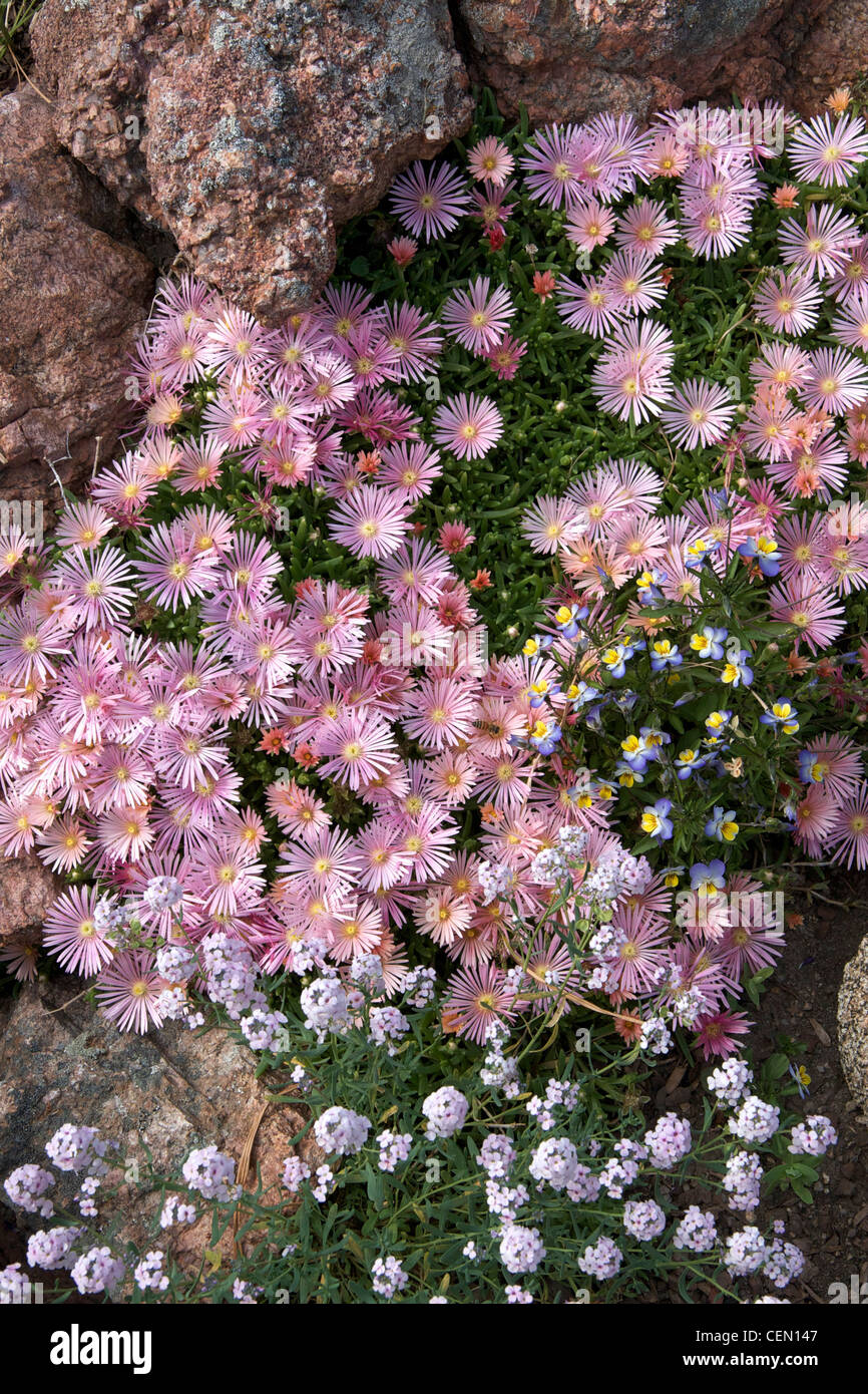 Mesa Verde Ice Plant and Persian Stonecress Stock Photo