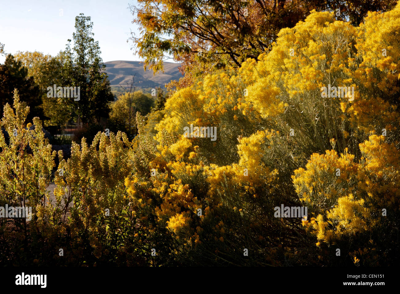 Rubber Rabbitbrush in full bloom Stock Photo