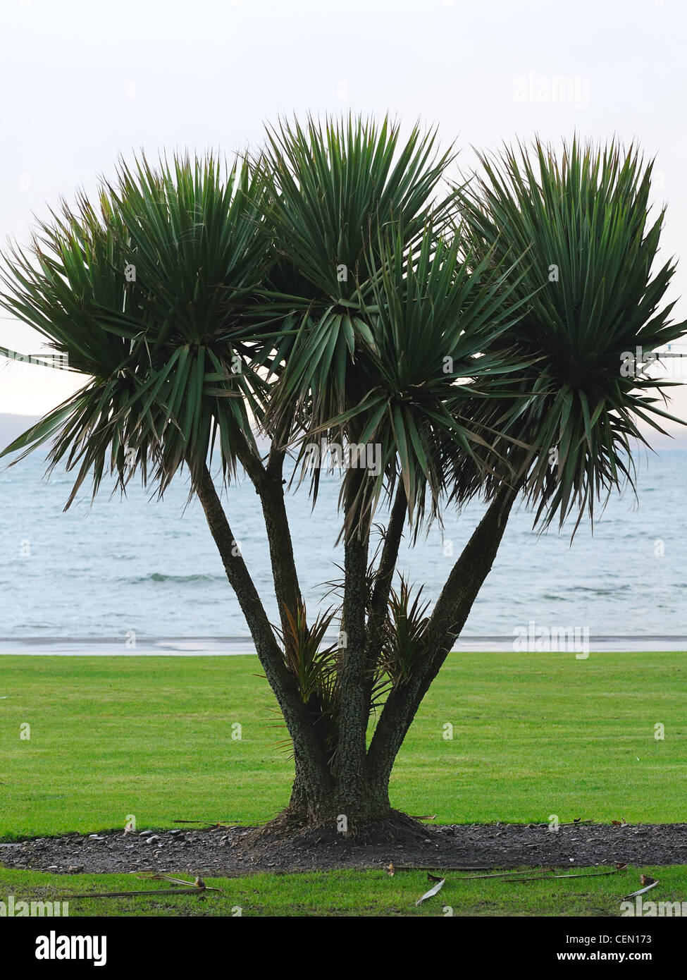 Palm tree growing on the grassy lawn at the seaside town of Largs in