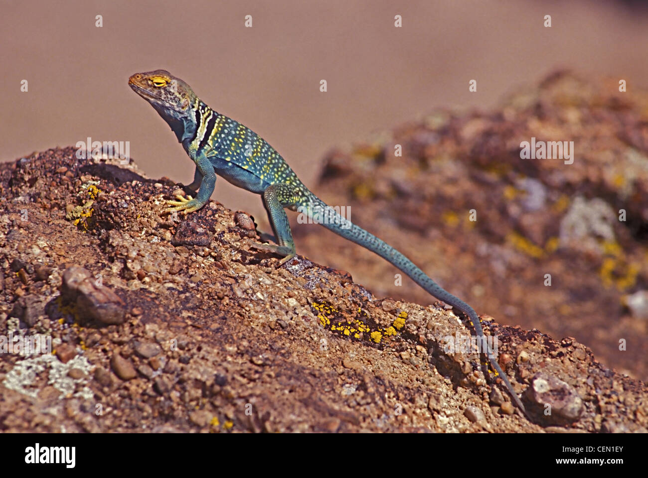Collared Lizard (Crotaphytus collaris) Colorado Stock Photo Alamy