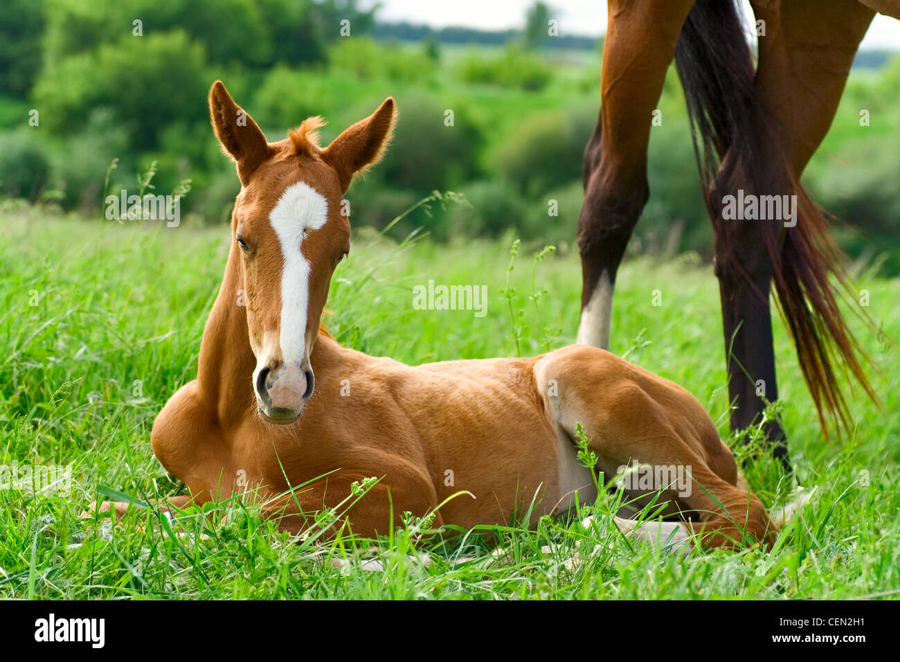 landscape with horses: mare and her foal on green grass Stock Photo