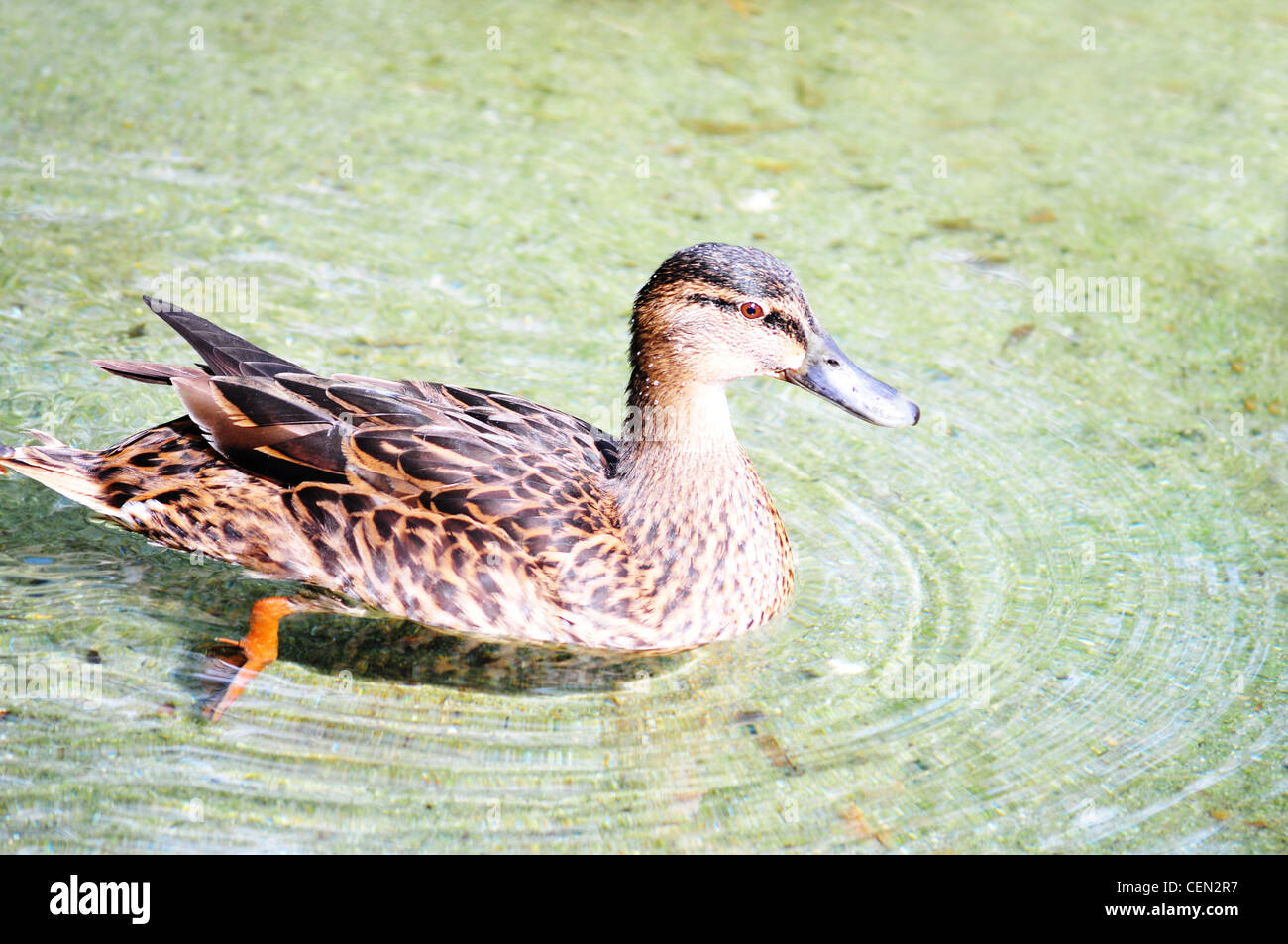 Single mallard female duck on a pond Stock Photo