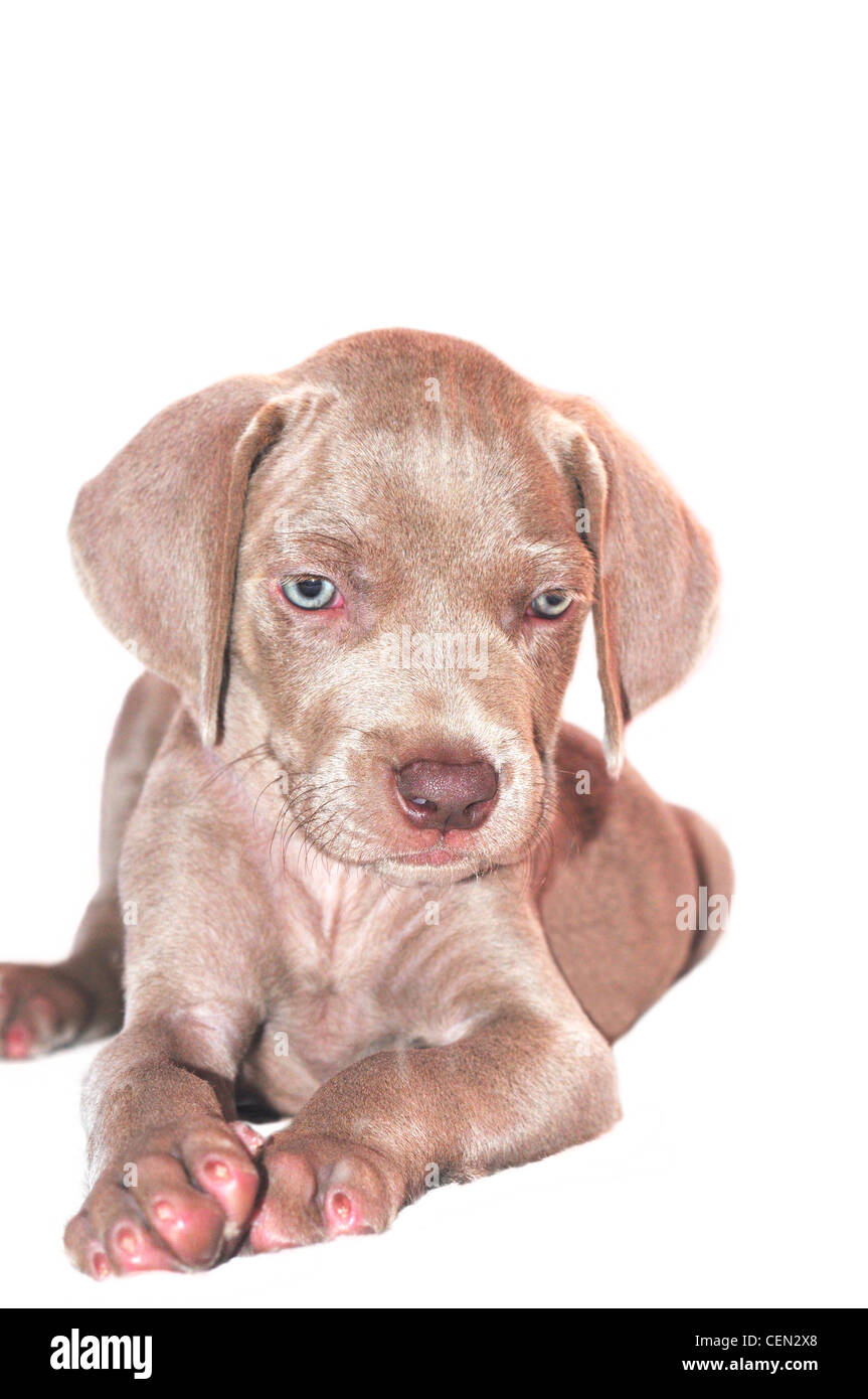 Weimaraner puppy isolated on a white background Stock Photo