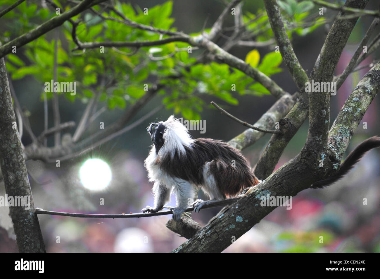 Small Cotton-Top Tamarin monkey from South America talking the sun on a tree branch Stock Photo