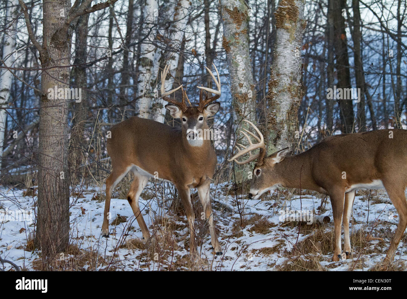 Whitetailed bucks in winter Stock Photo Alamy