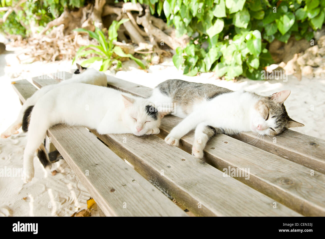 Cats Resting on Bench Stock Photo