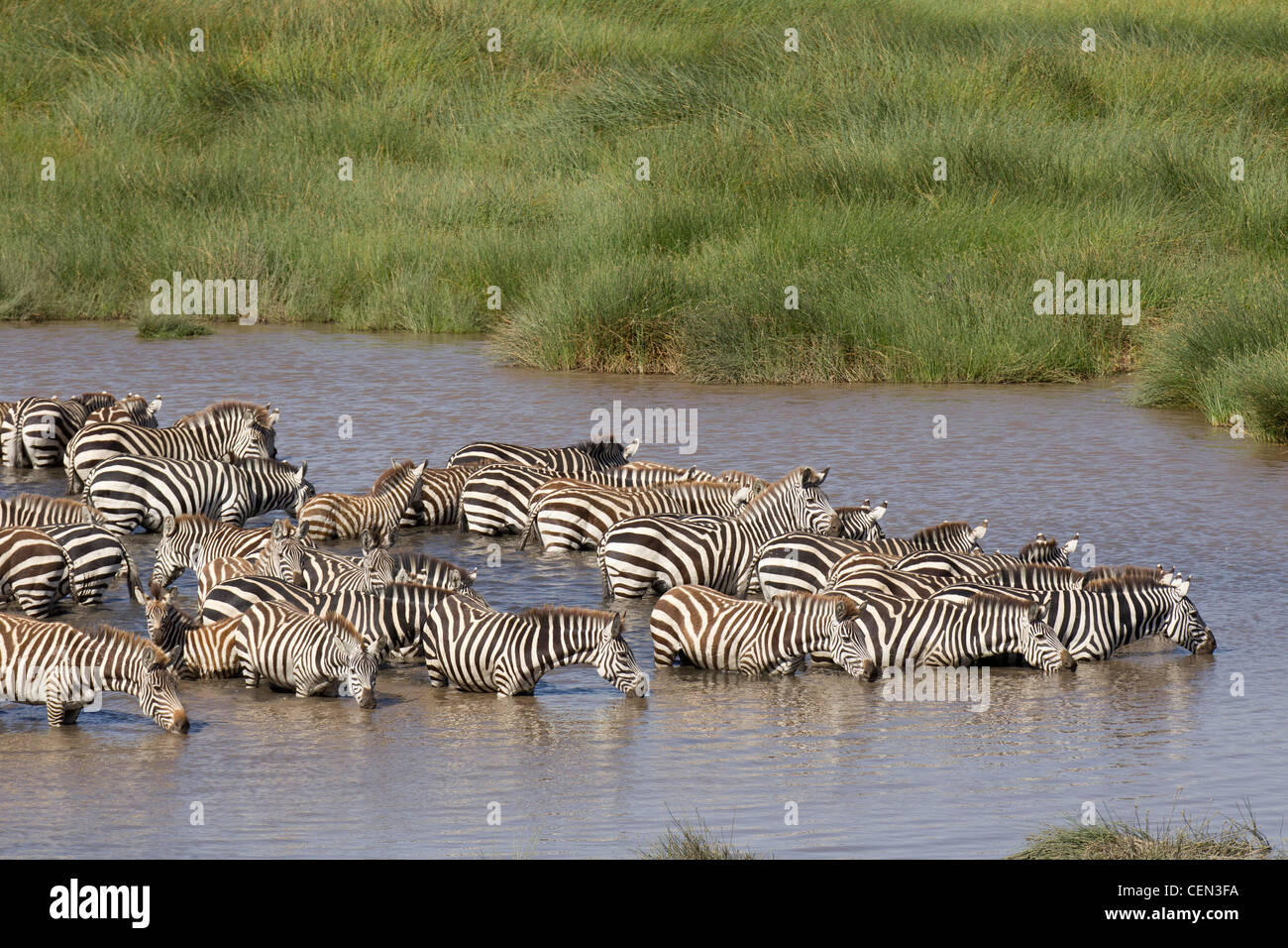 Zebra herd drinking in Tanzania's Serengeti region Stock Photo