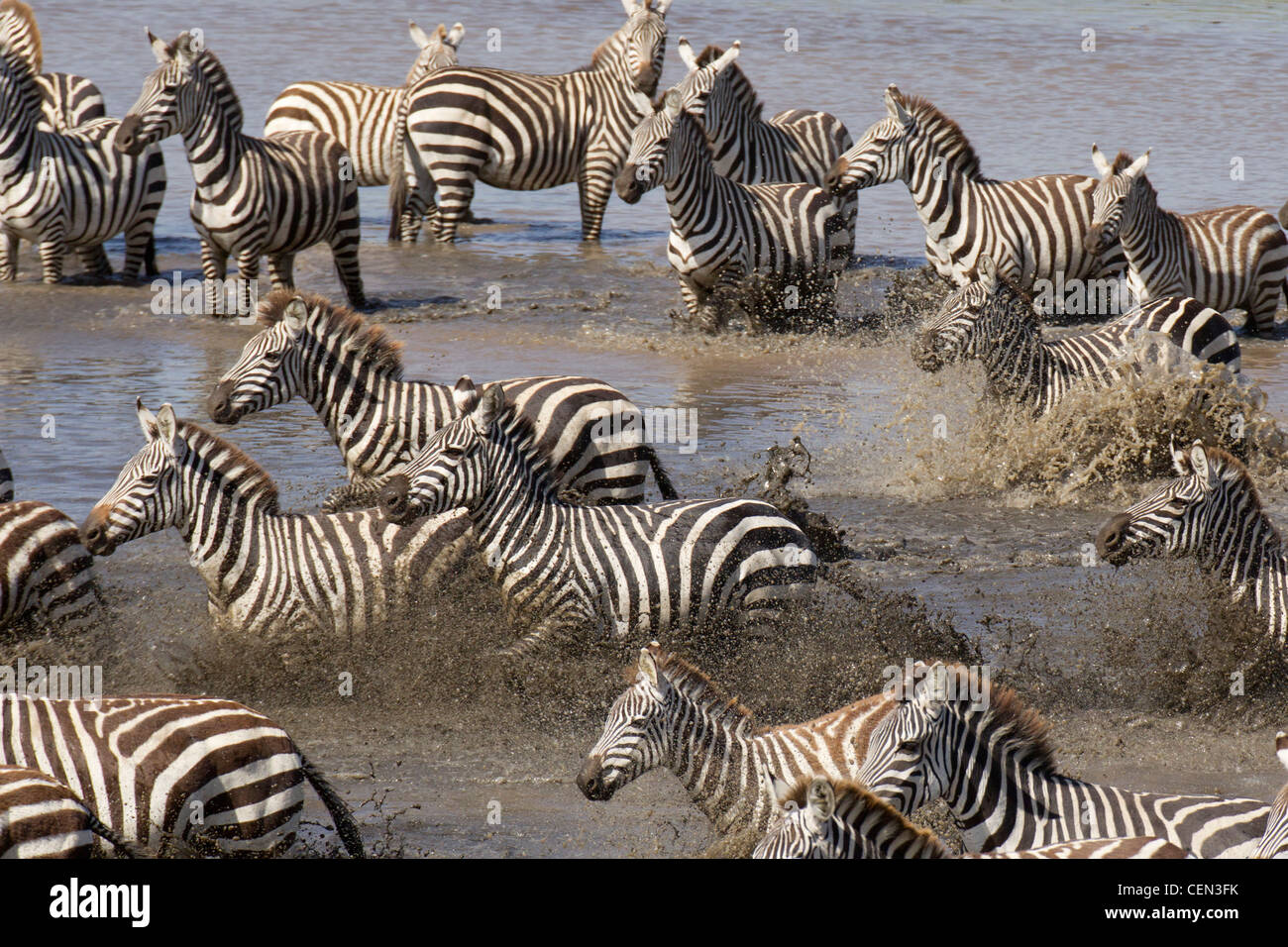 Zebra herd drinking in Tanzania's Serengeti region Stock Photo