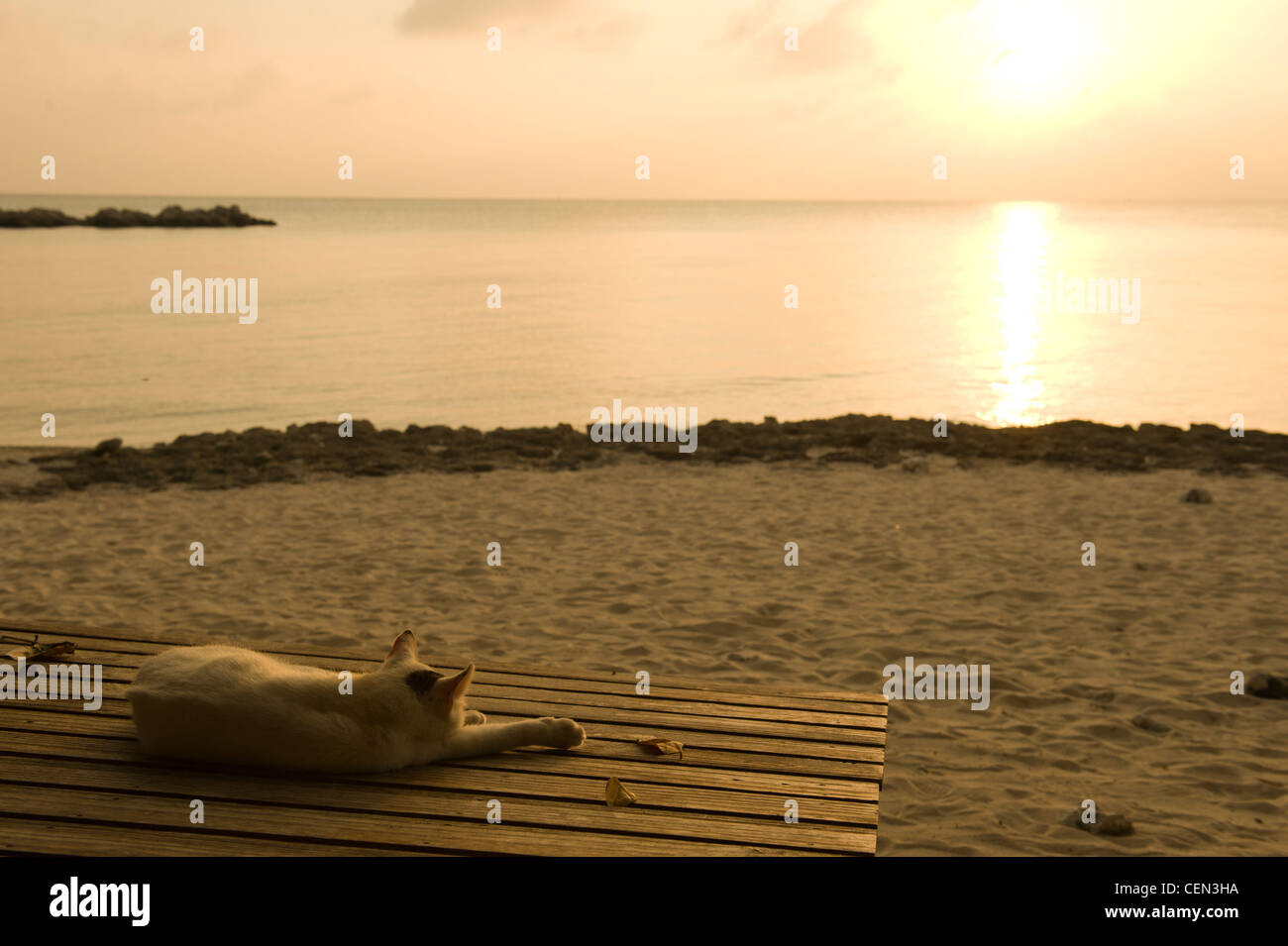 Cat sleeping on the beach Stock Photo