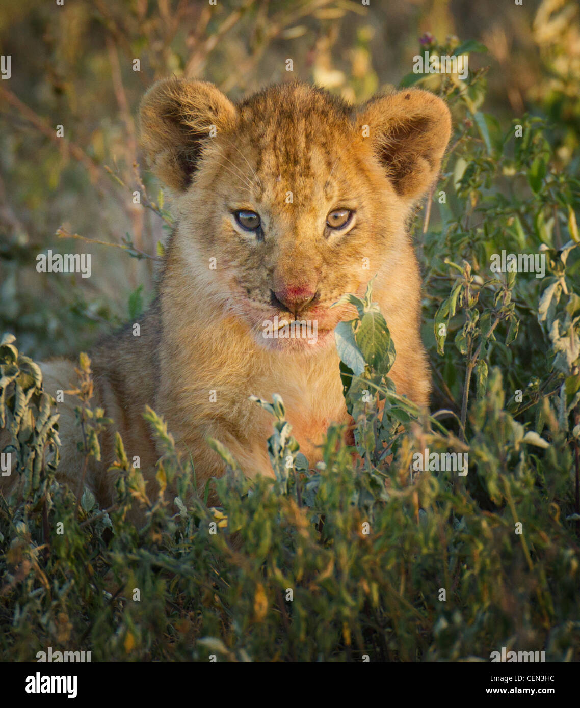 African lion cub hi-res stock photography and images - Alamy