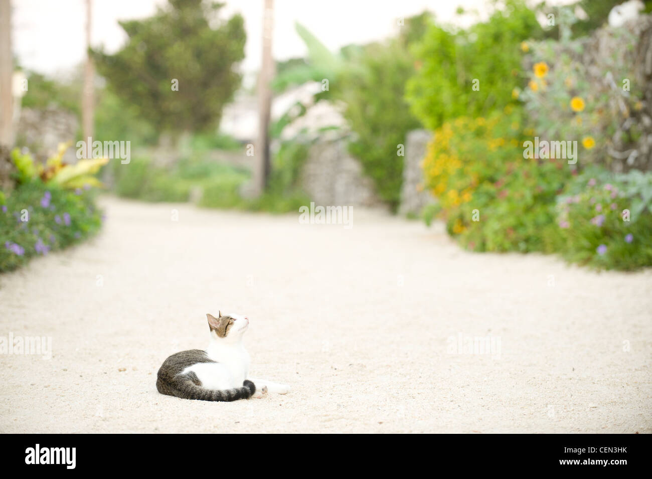 Cat lying down on footpath Stock Photo