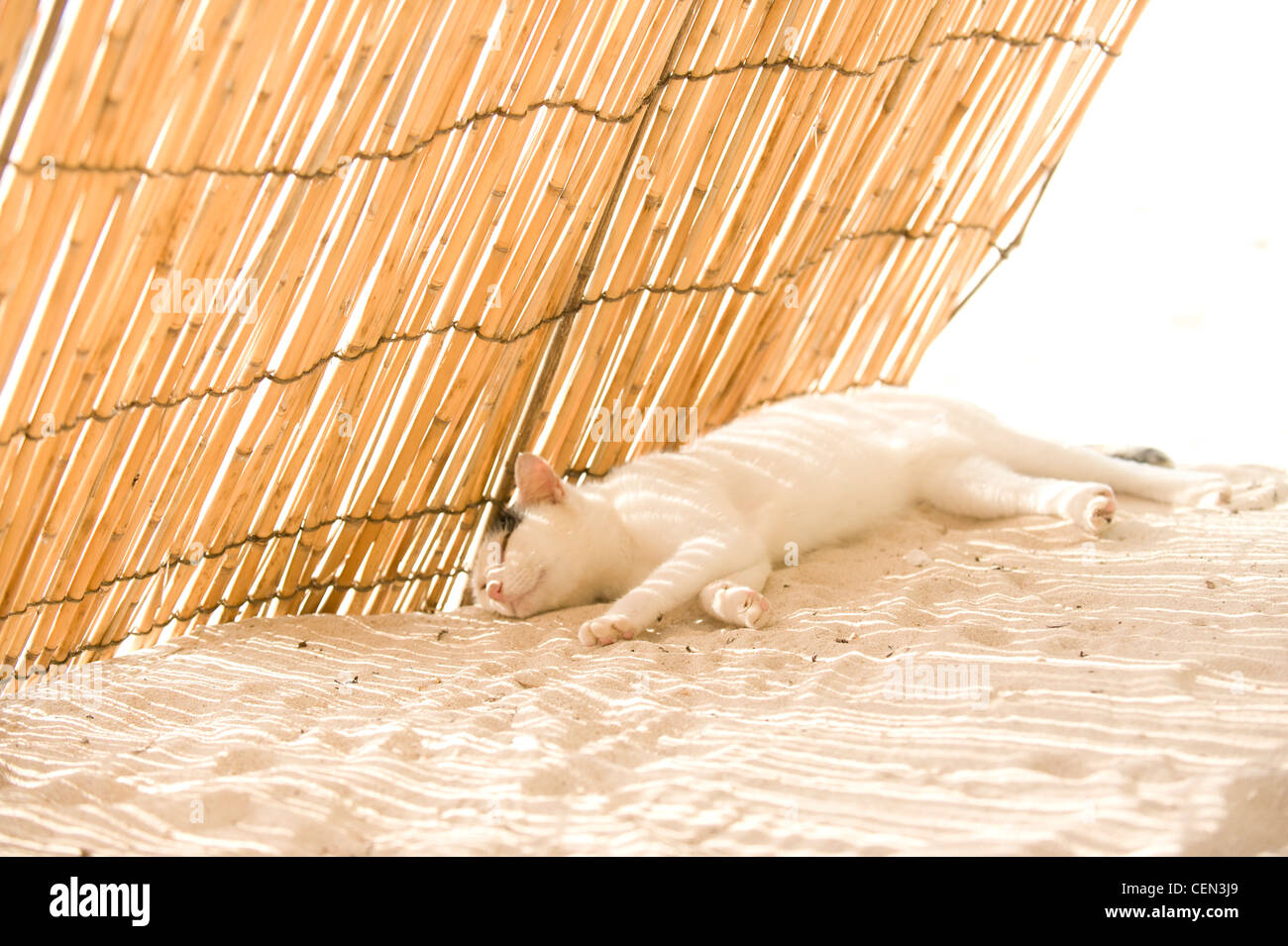 Sleeping cat in the shade Stock Photo