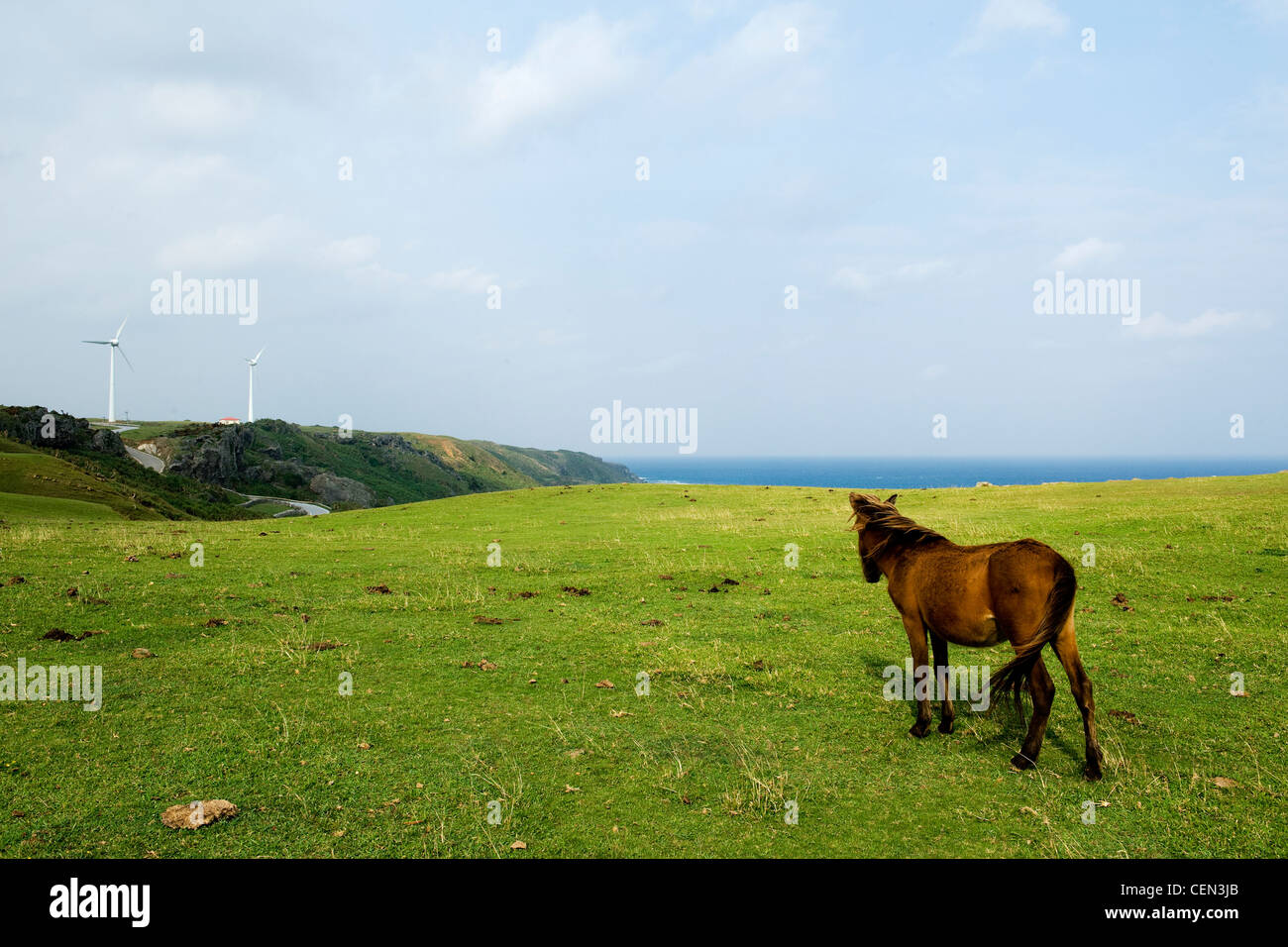 Yonaguni horse Stock Photo
