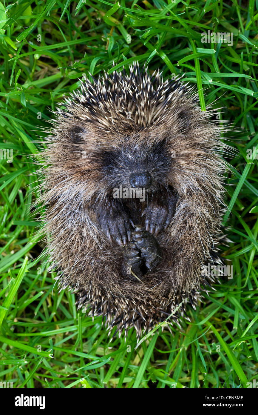 European Hedgehog Stock Photo