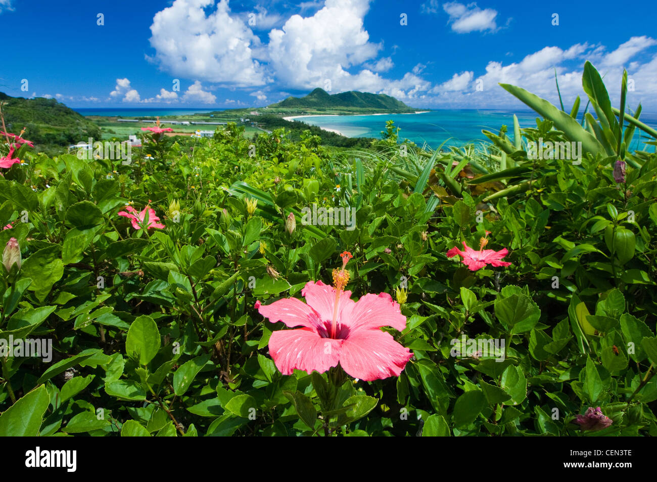 Hibiscus landscape hi-res stock photography and images - Alamy