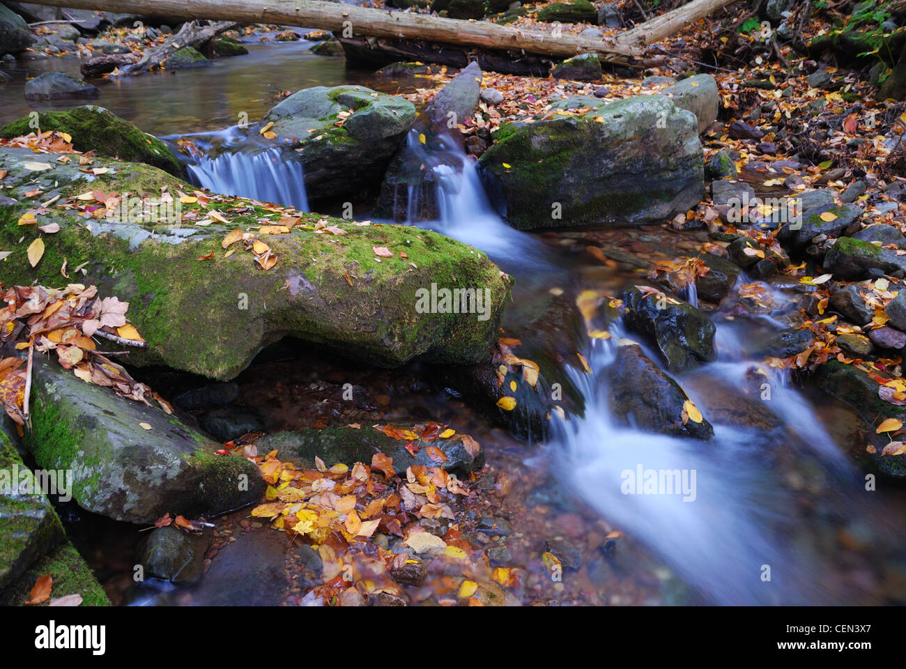 Forest Yellow Rocks Yellow river rocks hi-res stock photography and images - Alamy