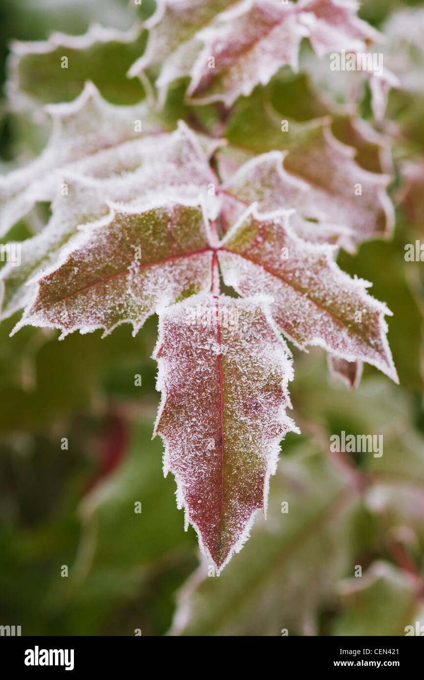 Frozen frost covered leaves hi-res stock photography and images - Alamy