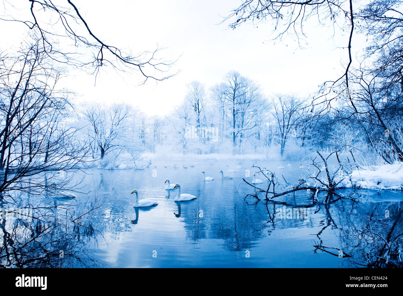 Swans in Winter Landscape Stock Photo