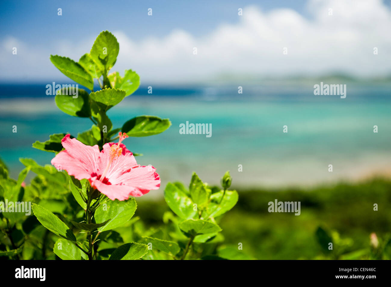 Stem of hibiscus flower hi-res stock photography and images - Alamy