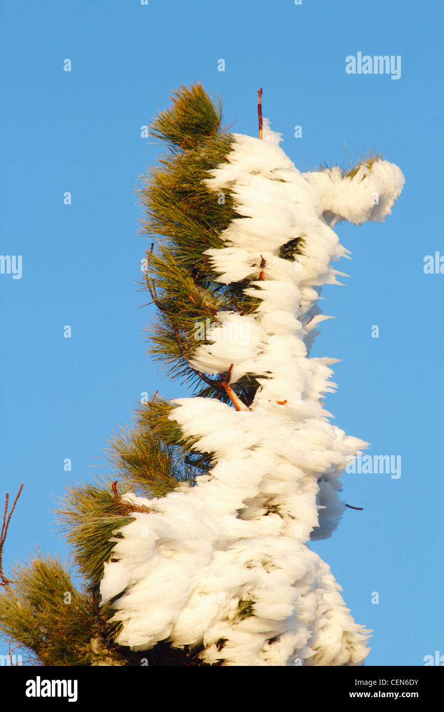 Snow on pine tree in the form of a bear near the highest point on Gran Canaria. Canary Islands, Spain Stock Photo