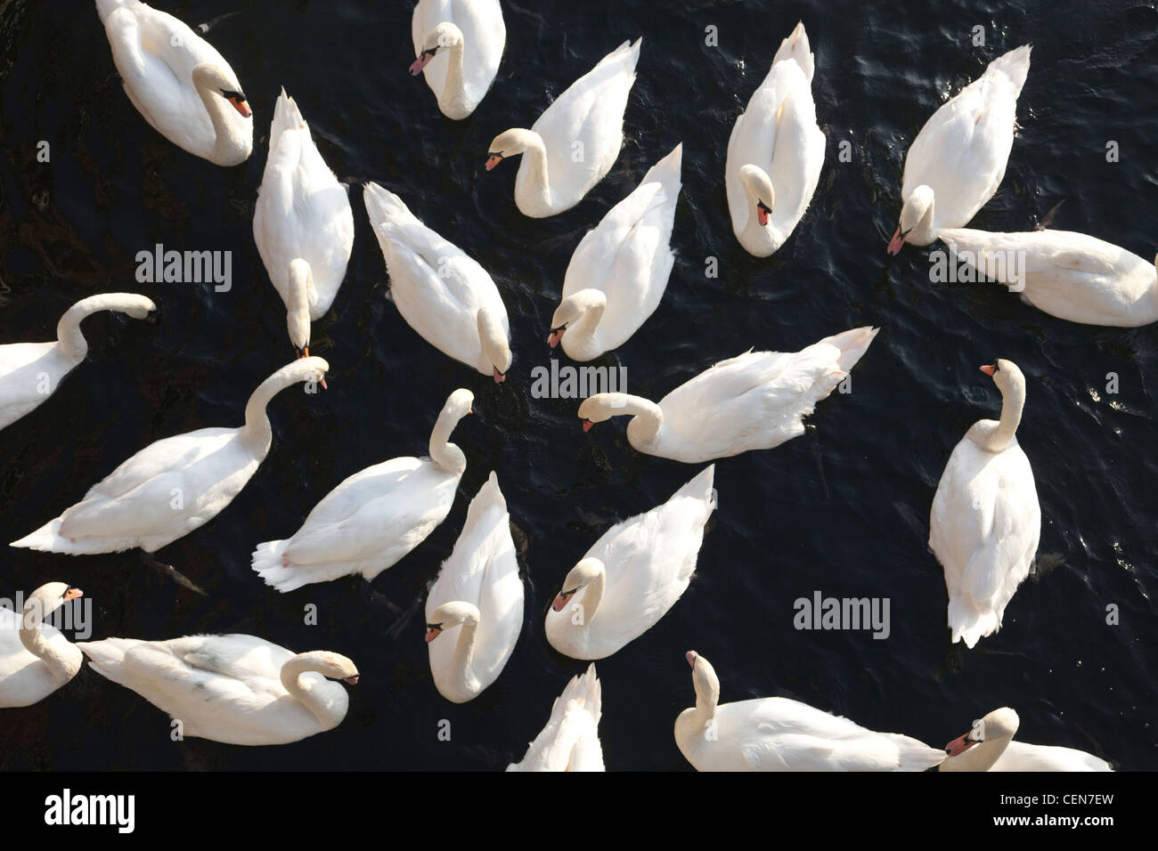 England, Berkshire, Eton, Swans on the River Thames Stock Photo