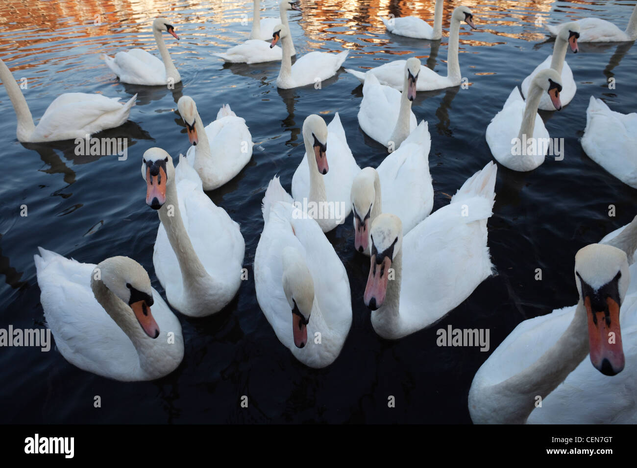 England, Berkshire, Eton, Swans on the River Thames Stock Photo