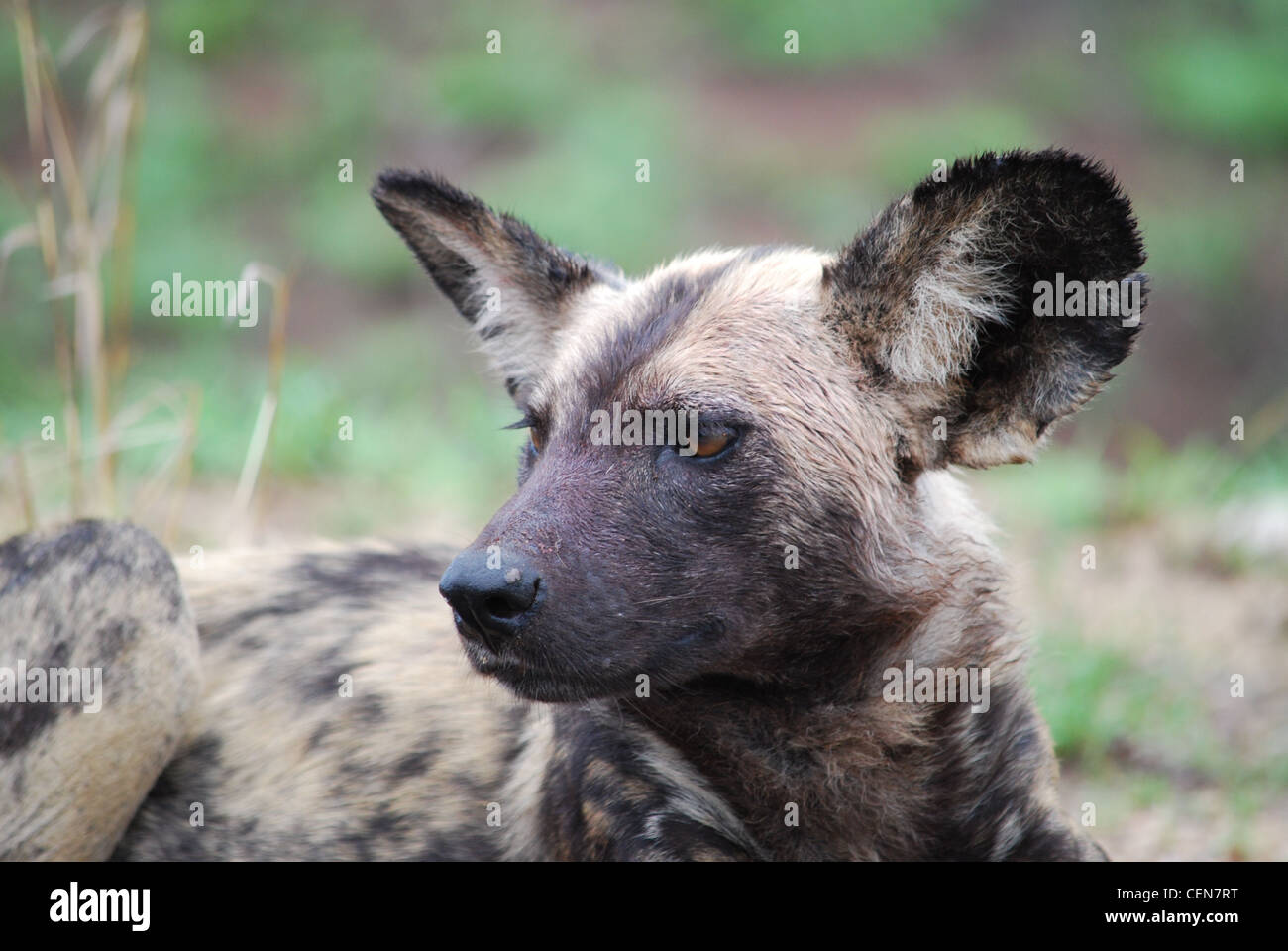 African Wild Dog Stock Photo - Alamy