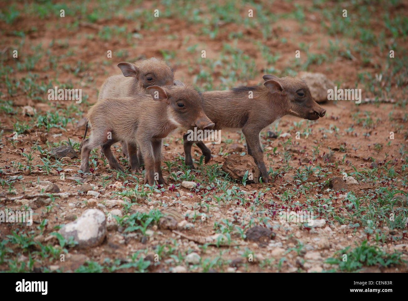 Three baby warthogs Stock Photo Alamy