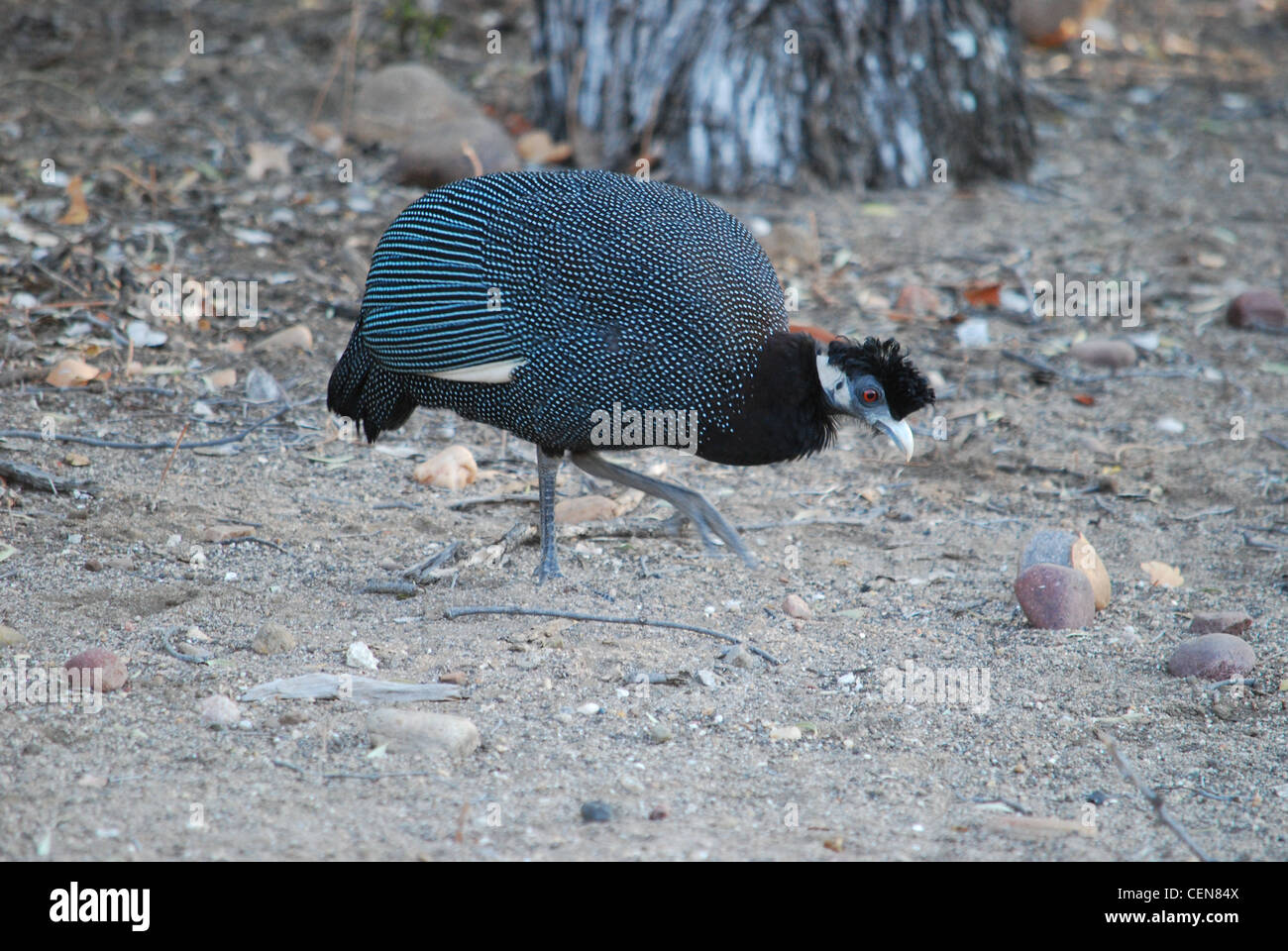 Crested Guineafowl Stock Photo