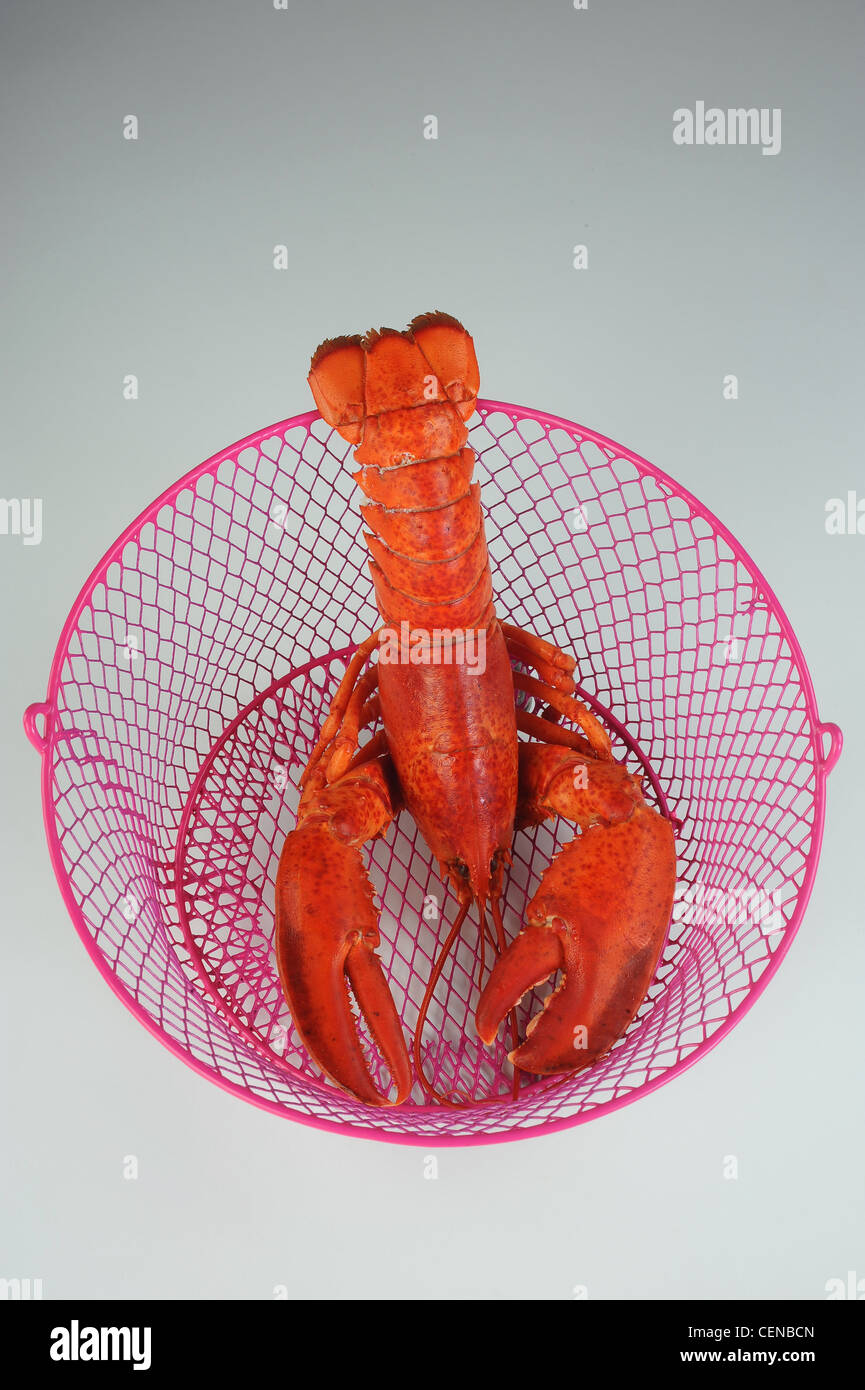 Lobster on top of his basket Stock Photo Alamy