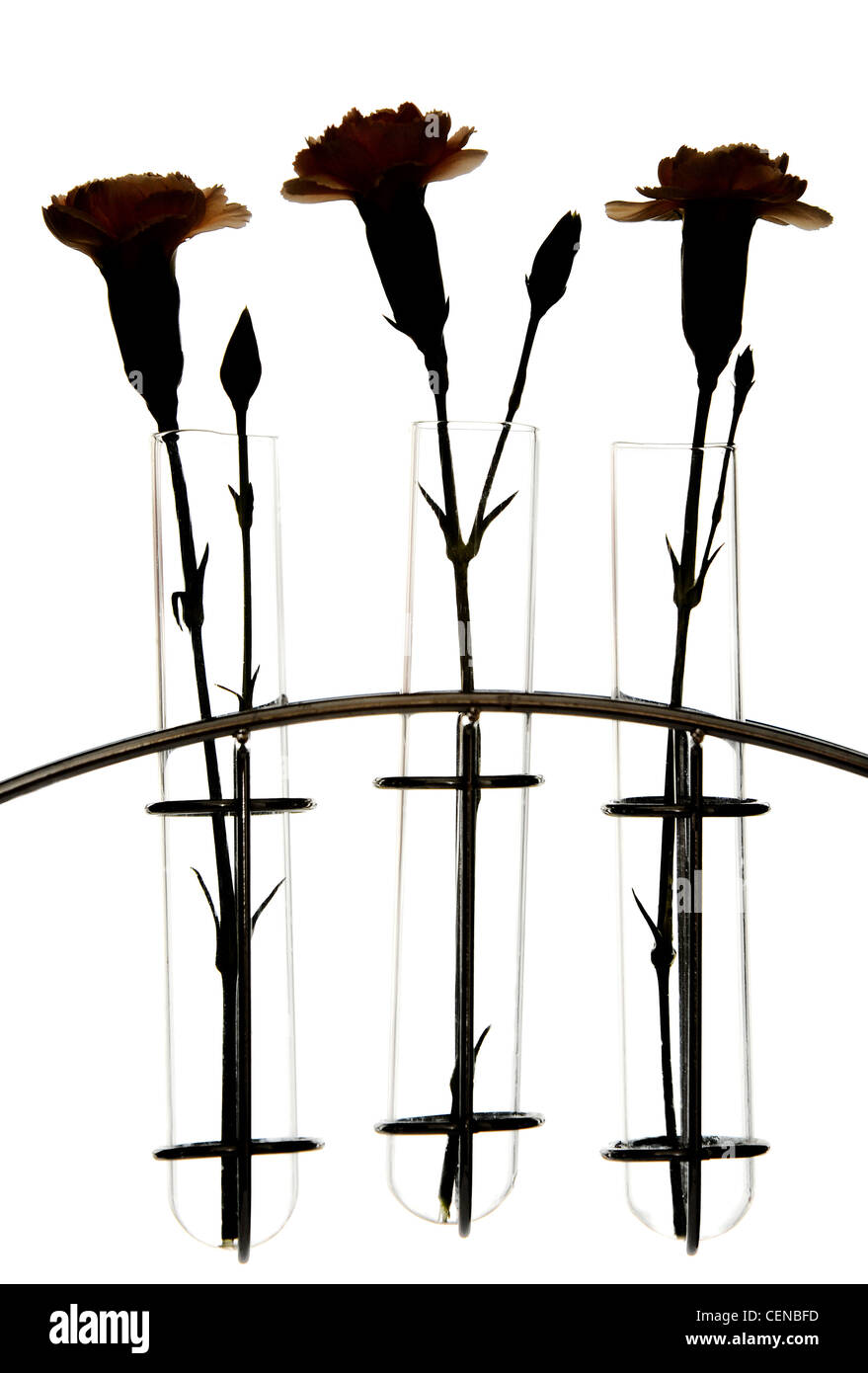 Silhouetted carnation flowers in glass test tubes in a chrome stand Stock Photo