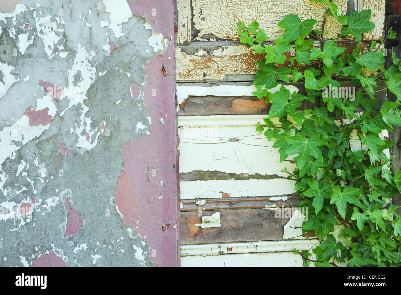 Shabby, deteriorating paint and woodwork with ivy growing across it Stock Photo