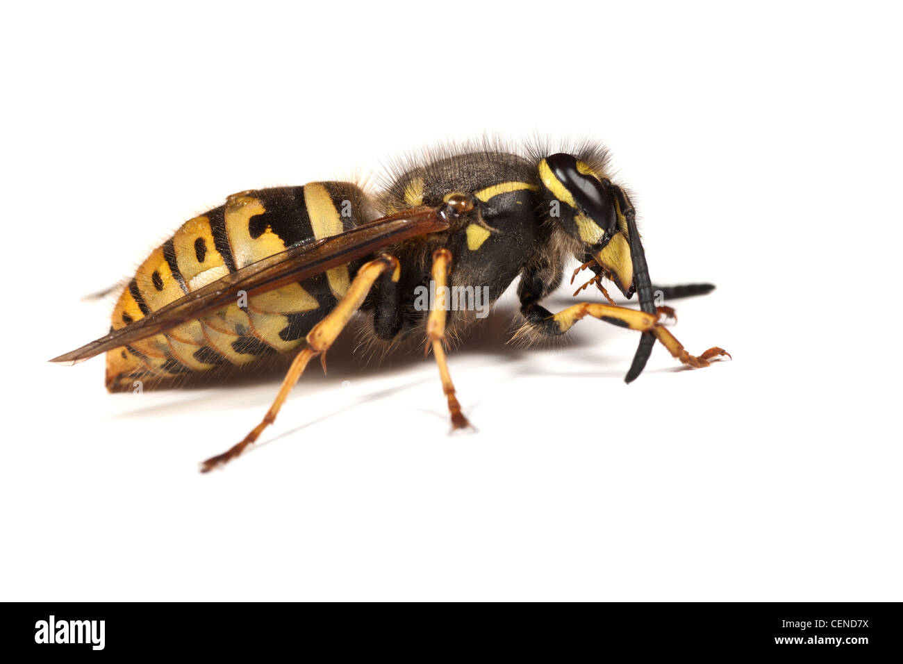 Queen wasp - Vespula vulgaris - grooming its antenna Stock Photo
