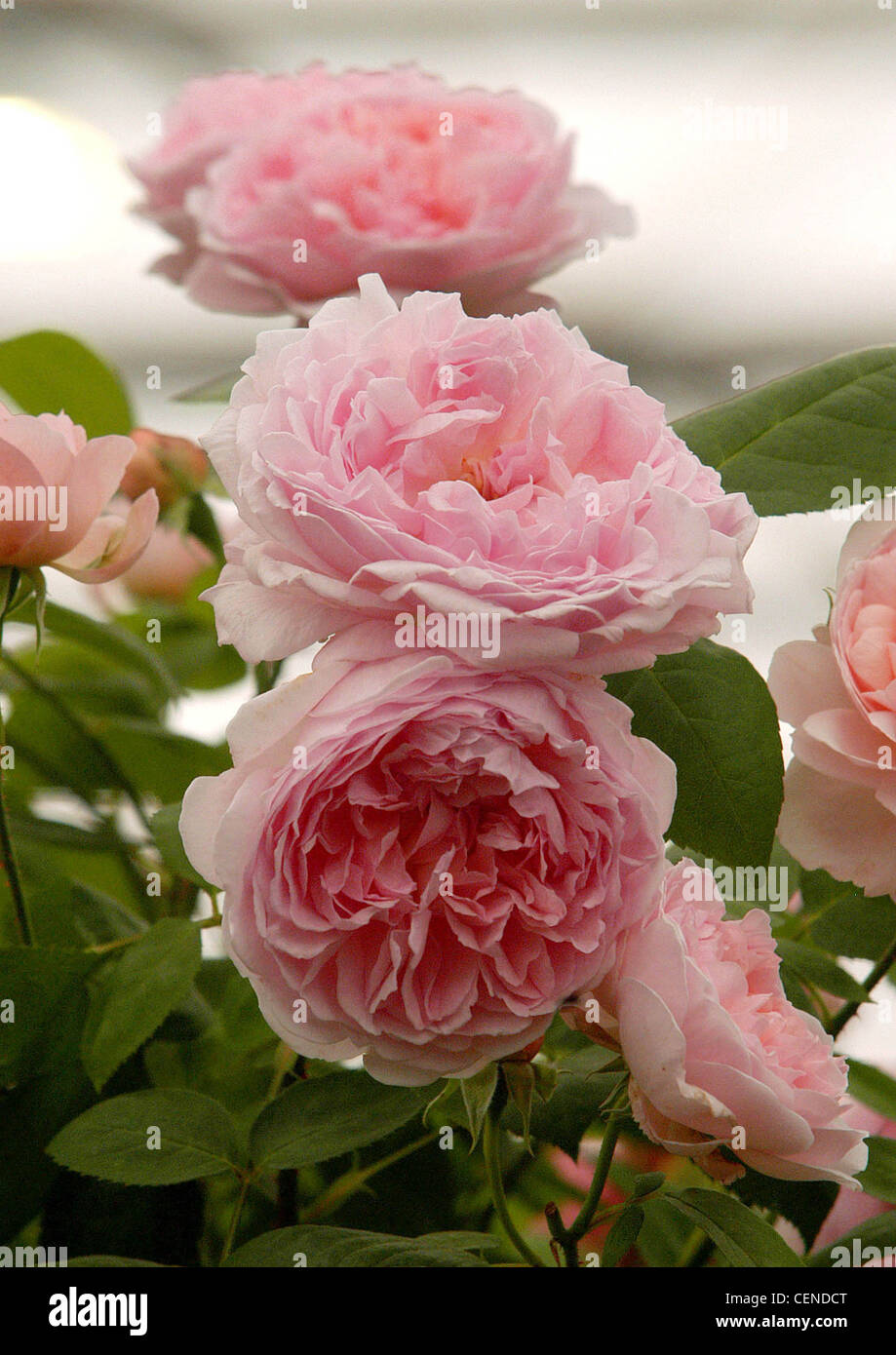 Close up of pink garden roses Stock Photo - Alamy
