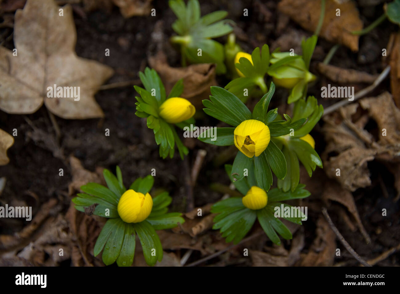 Bright yellow winter aconites (Eranthis) flowering on a mossy leaf-strewn woodland floor Stock Photo