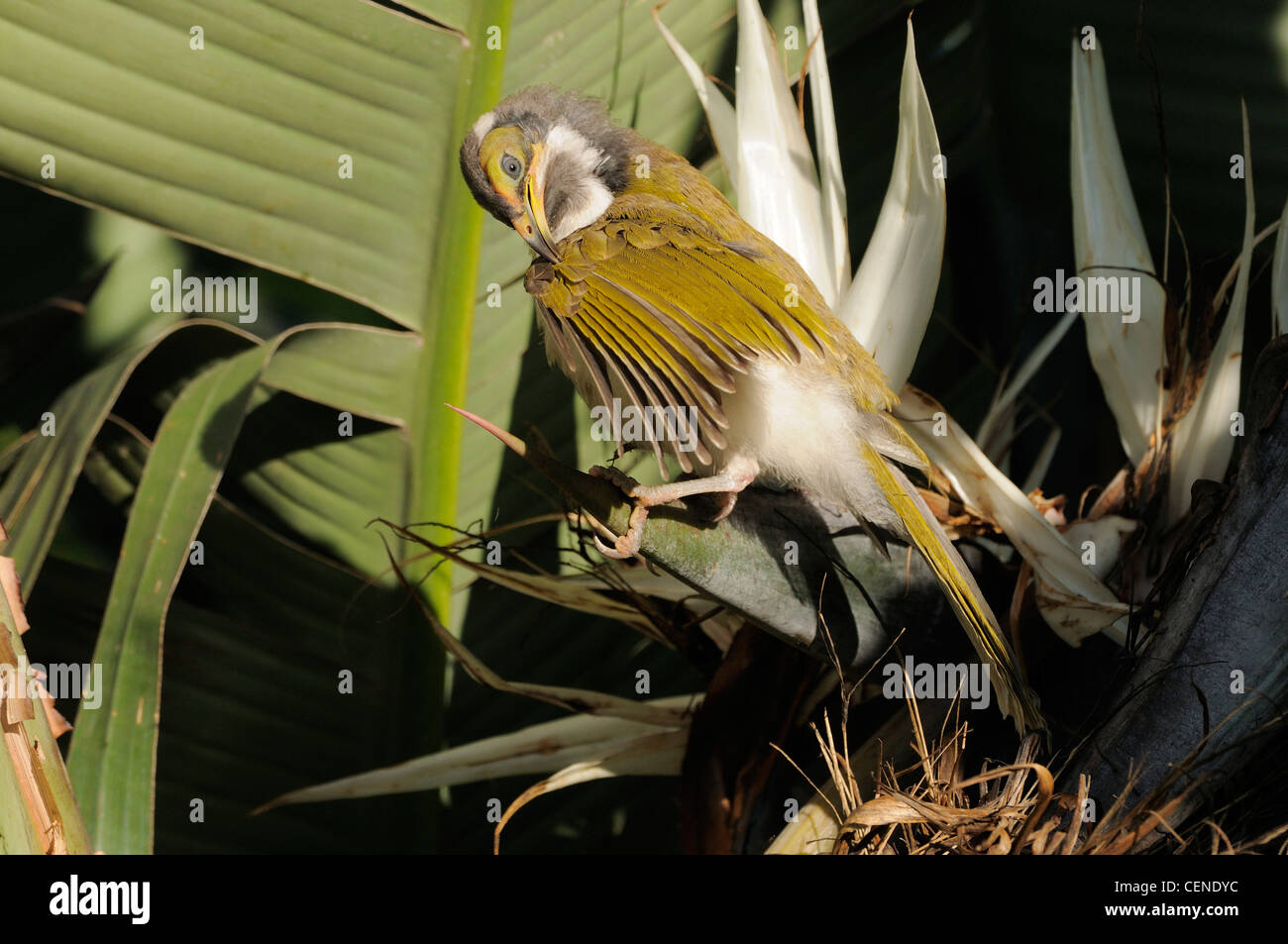 Blue-faced Honeyeater Entomyzon cyanotis Juvenile preening Photographed in Queensland, Australia Stock Photo