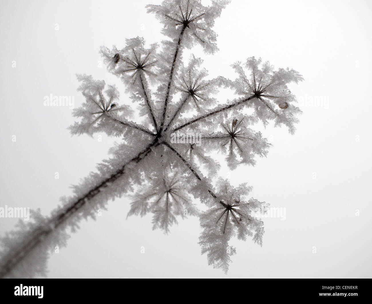 Acicular crystal hi-res stock photography and images - Alamy